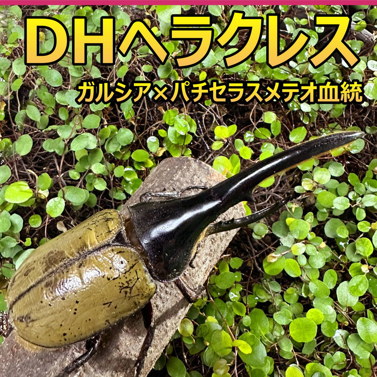 【RK】DH ヘラクレス オオカブト 成虫 ♂♀ ペア ♂158ｍｍ ♀フリーサイズ GP血統　(ガルシア×パチセラスメテオ) 外国産 カブトムシ P129_画像1