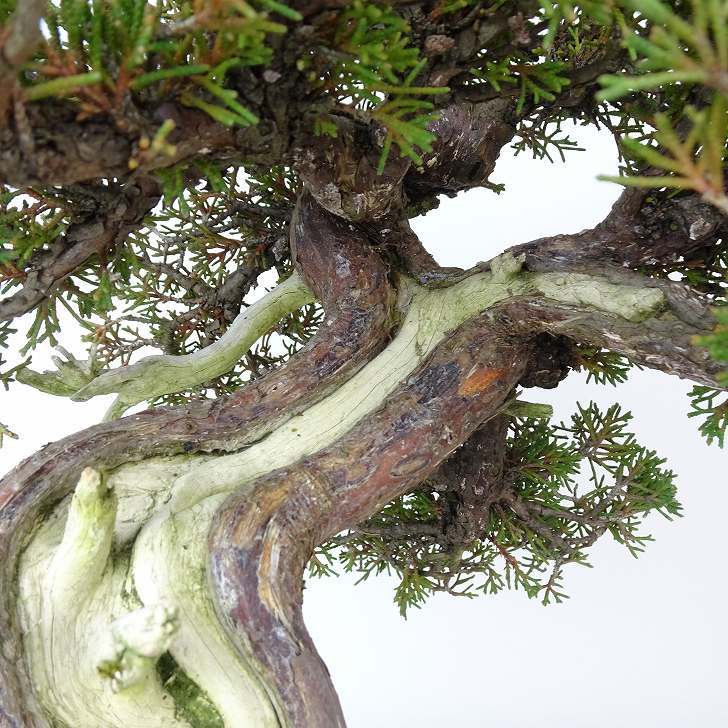  bonsai genuine Kashiwa height of tree approximately 33cm.... high class bonsai Juniperus chinensissin Park * Gin car li~ hinoki . evergreen tree .. for reality goods 