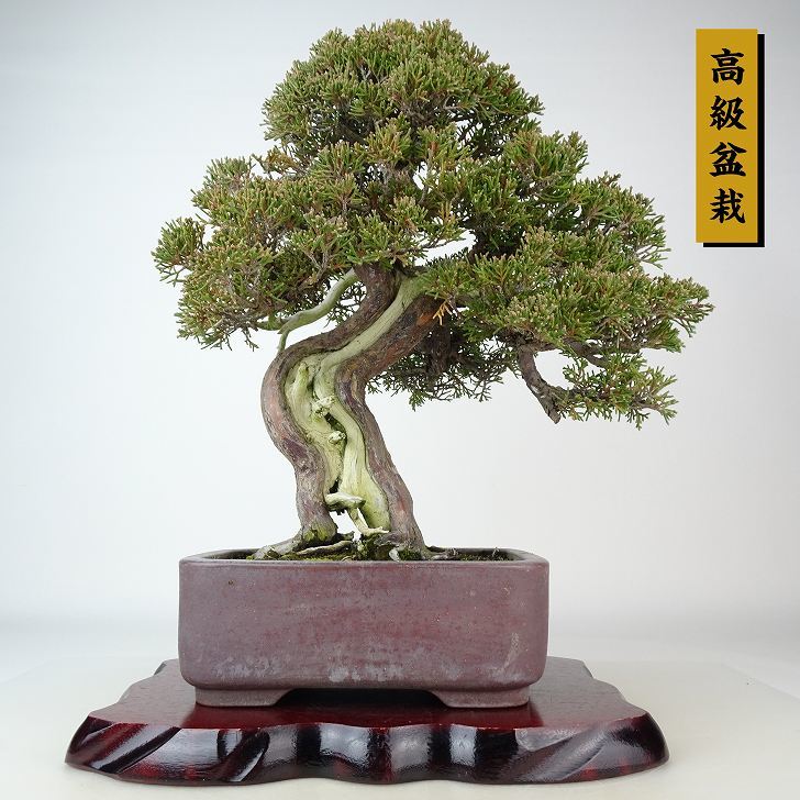  bonsai genuine Kashiwa height of tree approximately 33cm.... high class bonsai Juniperus chinensissin Park * Gin car li~ hinoki . evergreen tree .. for reality goods 