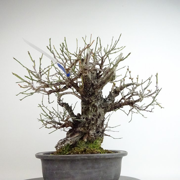 盆栽 梅 甲州野梅 樹高 約32cm うめ 高級盆栽 Prunus mume ウメ “ジン シャリ” 花梅 野梅 ヤバイ バラ科 落葉樹 観賞用 現品_画像2