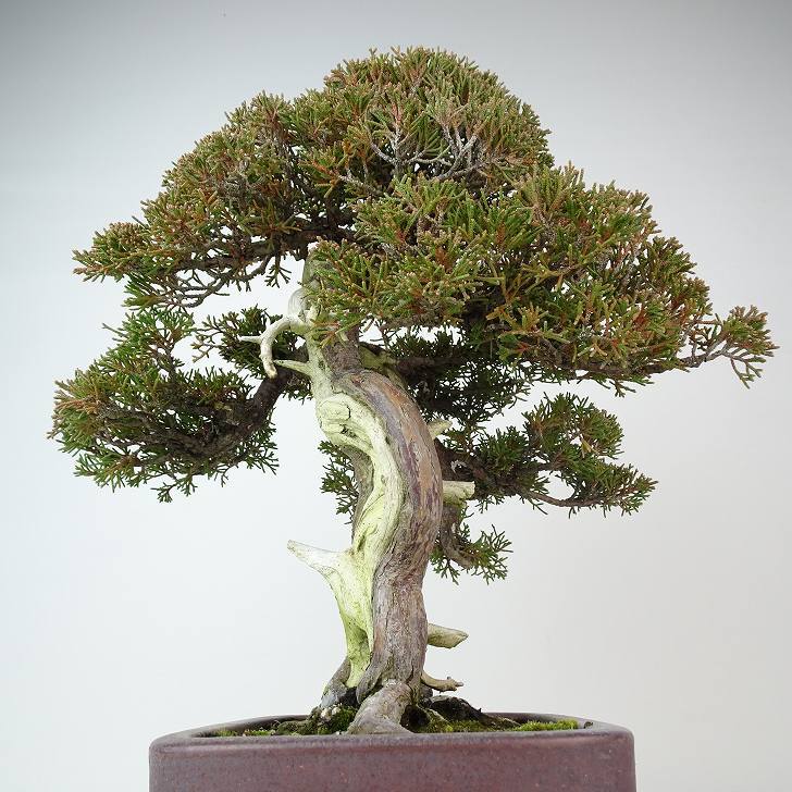  bonsai genuine Kashiwa height of tree approximately 33cm.... high class bonsai Juniperus chinensissin Park * Gin car li~ hinoki . evergreen tree .. for reality goods 