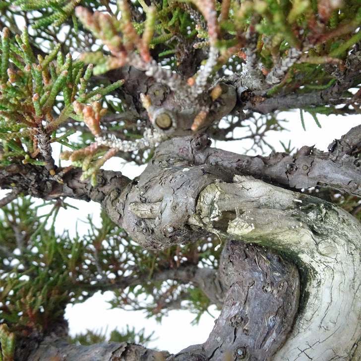  bonsai genuine Kashiwa height of tree approximately 33cm.... high class bonsai Juniperus chinensissin Park * Gin car li~ hinoki . evergreen tree .. for reality goods 