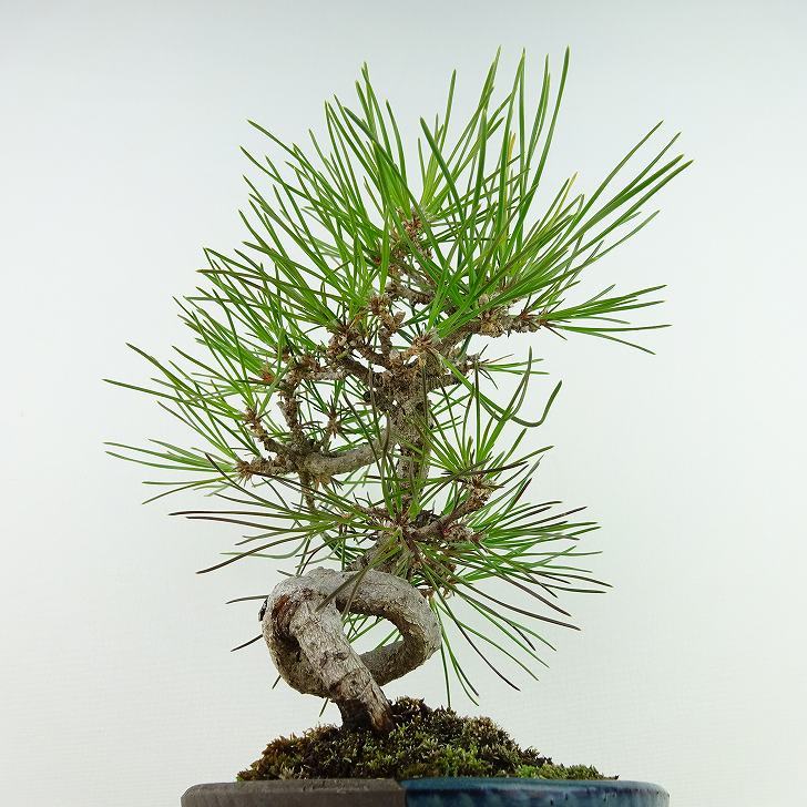 盆栽 松 黒松 樹高 約22cm くろまつ Pinus thunbergii クロマツ マツ科 常緑針葉樹 観賞用 現品_画像4