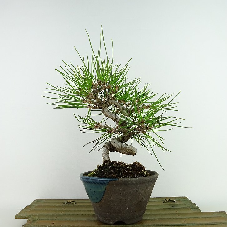  бонсай сосна сосна Тунберга высота дерева примерно 22cm....Pinus thunbergii черный matsumatsu. вечнозеленый игольчатое дерево .. для на данный момент товар 