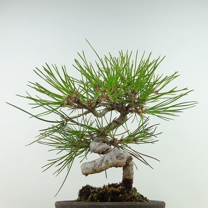  бонсай сосна сосна Тунберга высота дерева примерно 22cm....Pinus thunbergii черный matsumatsu. вечнозеленый игольчатое дерево .. для на данный момент товар 