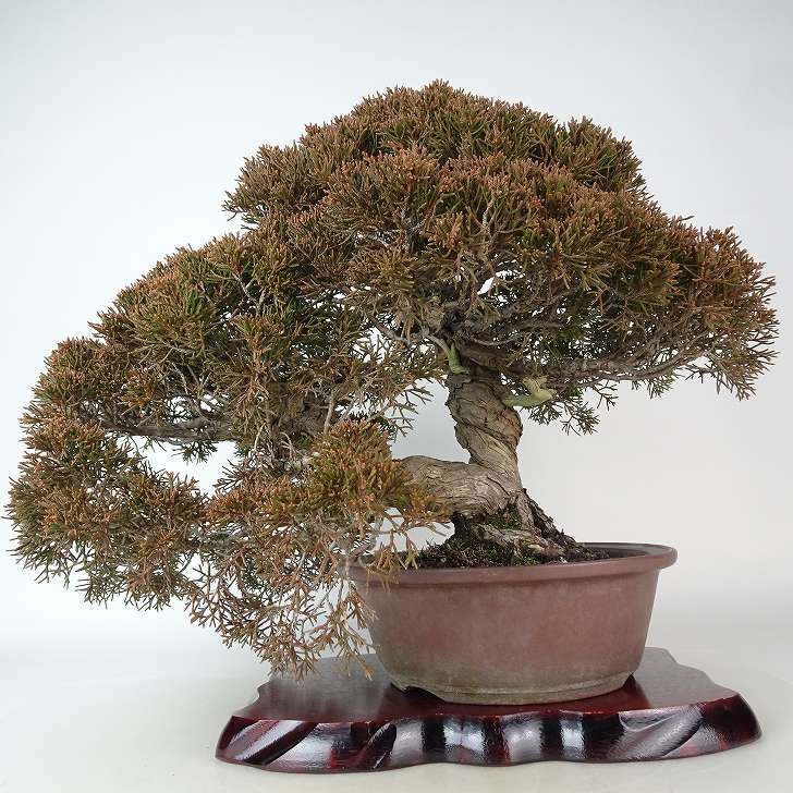 盆栽 真柏 樹高 上下 約39cm しんぱく Juniperus chinensis シンパク “ジン シャリ” ヒノキ科 常緑樹 観賞用 現品_画像1