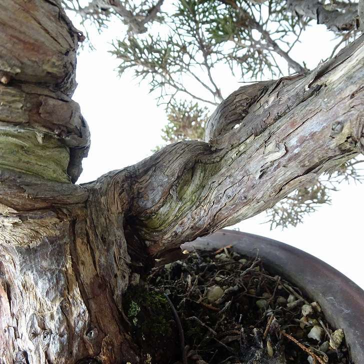 盆栽 真柏 樹高 上下 約39cm しんぱく Juniperus chinensis シンパク “ジン シャリ” ヒノキ科 常緑樹 観賞用 現品_画像8