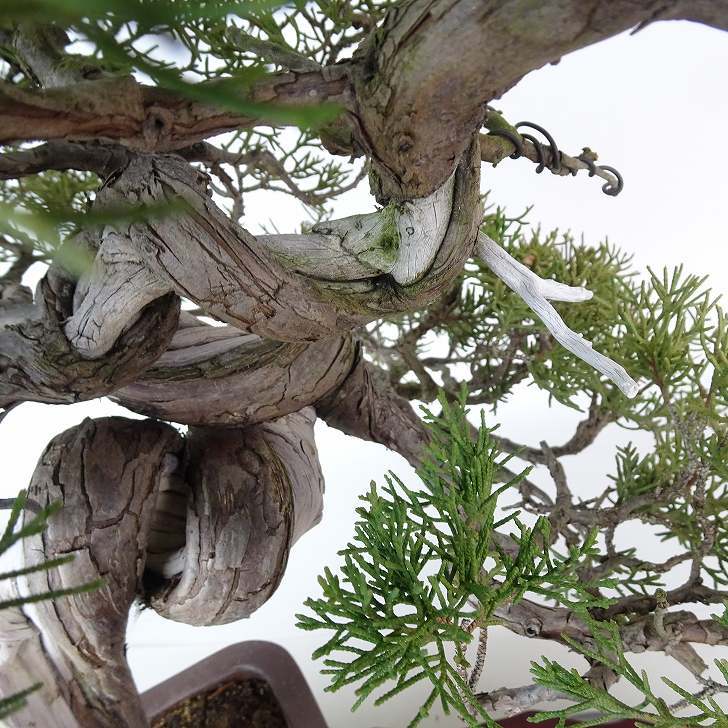 盆栽 真柏 樹高 約30cm しんぱく Juniperus chinensis シンパク “ジン シャリ” ヒノキ科 常緑樹 観賞用 現品_画像7