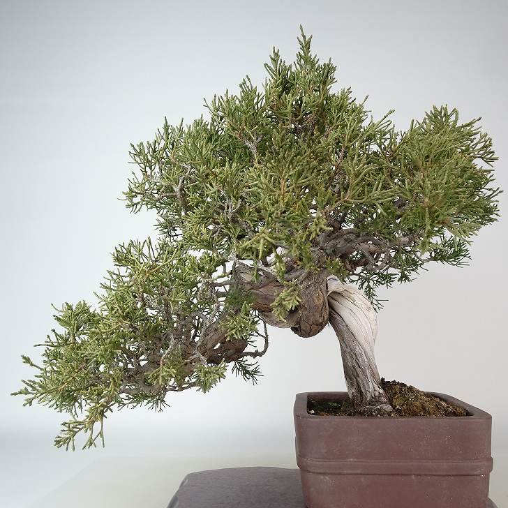 盆栽 真柏 樹高 約30cm しんぱく Juniperus chinensis シンパク “ジン シャリ” ヒノキ科 常緑樹 観賞用 現品_画像3