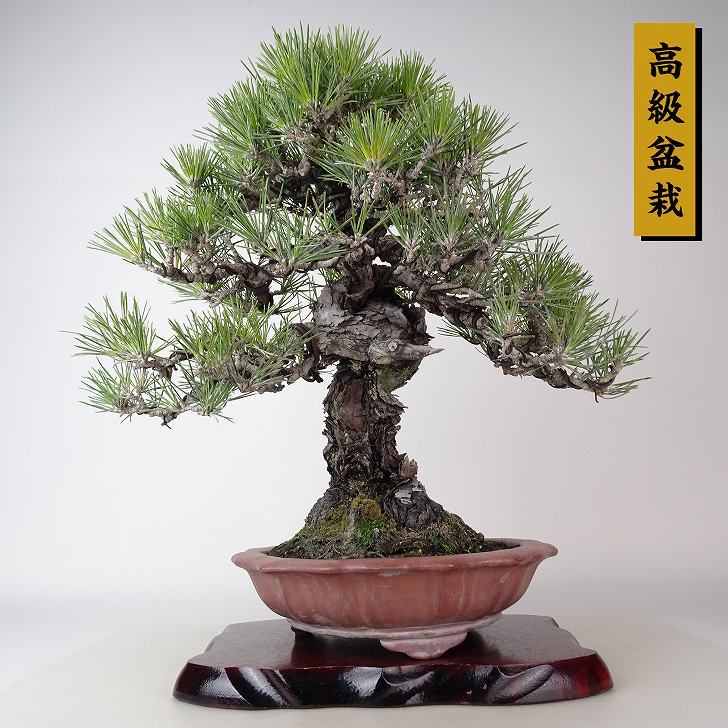 Yahoo!オークション - 盆栽 松 黒松 樹高 約36cm くろまつ 高級 Yahoo!オークション - 盆栽 松 黒松 樹高 約36cm くろまつ 高級