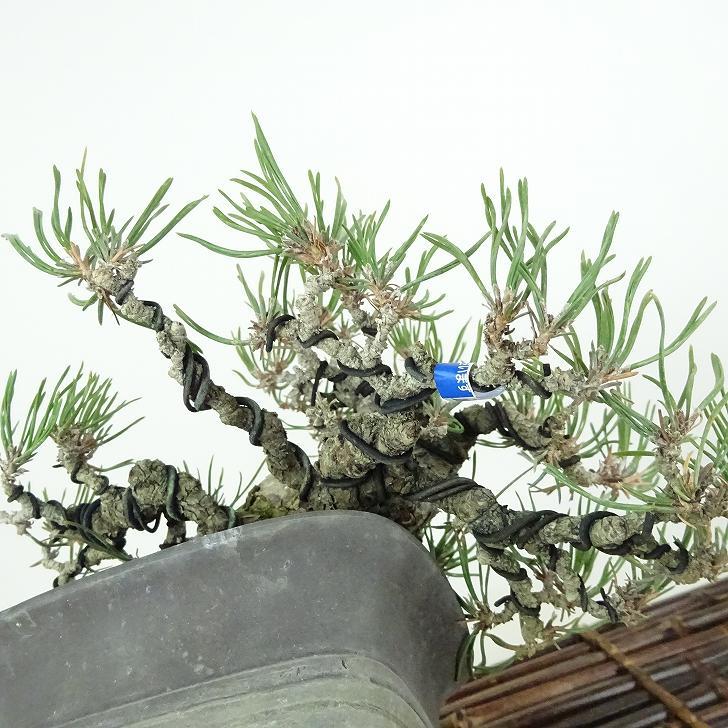 盆栽 松 赤松 樹高 上下 約12cm あかまつ Pinus densiflora アカマツ red pine マツ科 常緑樹 観賞用 小品 現品_画像8