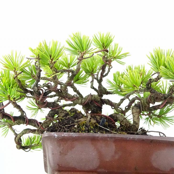  bonsai pine . leaf pine height of tree approximately 11cm. for ..Pinus parvifloragoyo horse tsumatsu. evergreen needle leaved tree .. for small goods reality goods 