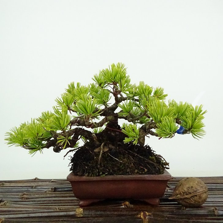  bonsai pine . leaf pine height of tree approximately 11cm. for ..Pinus parvifloragoyo horse tsumatsu. evergreen needle leaved tree .. for small goods reality goods 