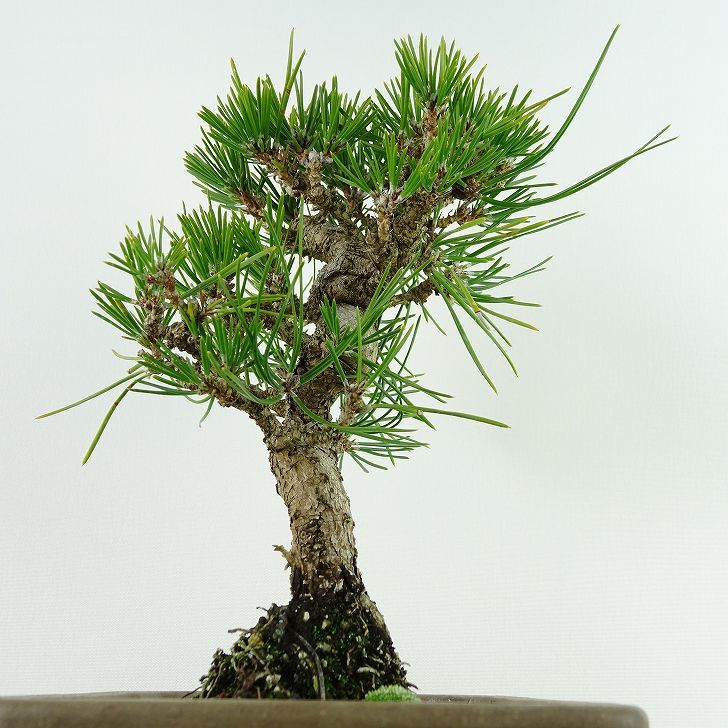 盆栽 松 黒松 樹高 約20cm くろまつ Pinus thunbergii クロマツ マツ科 常緑針葉樹 観賞用 小品 現品_画像5