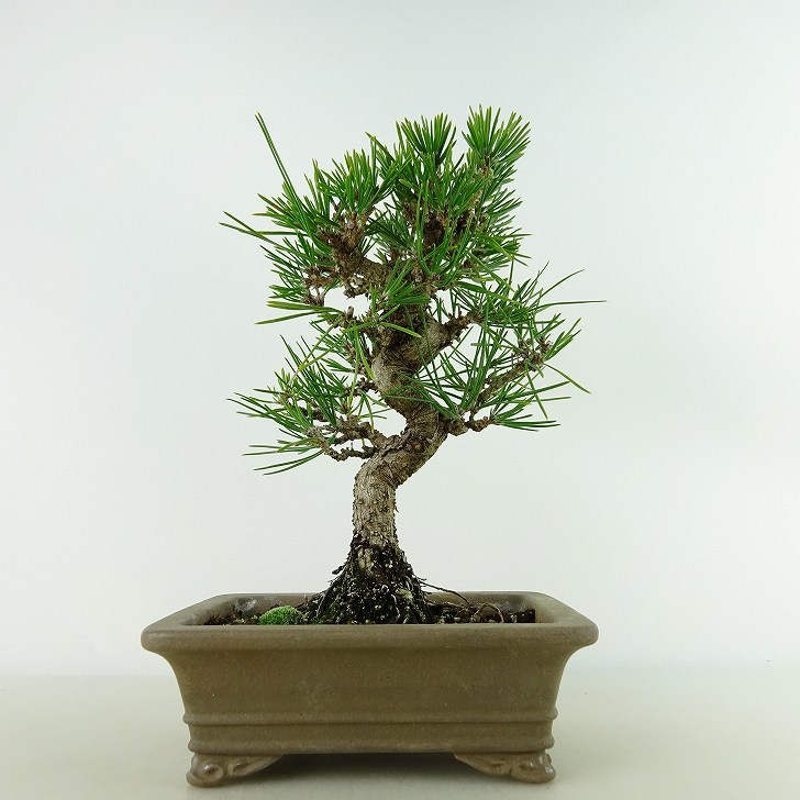 盆栽 松 黒松 樹高 約20cm くろまつ Pinus thunbergii クロマツ マツ科 常緑針葉樹 観賞用 小品 現品_画像1