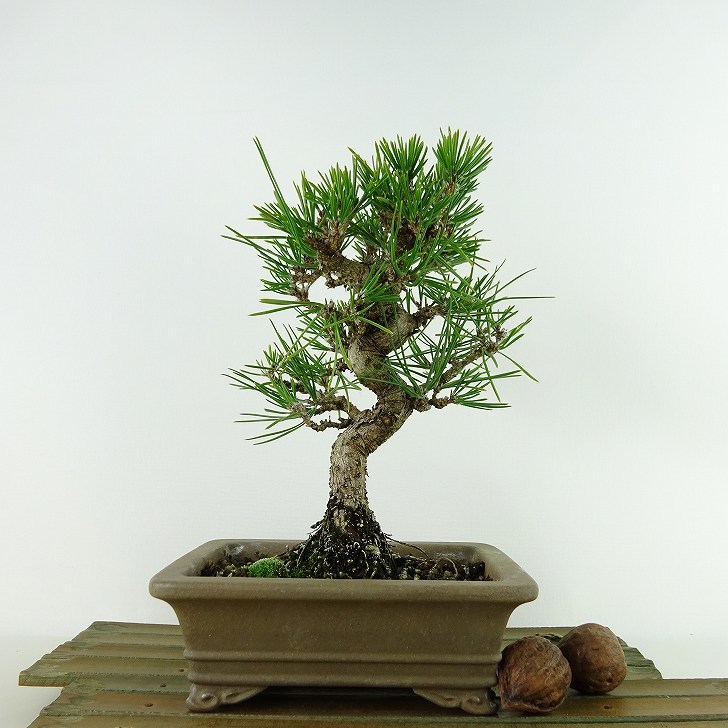 盆栽 松 黒松 樹高 約20cm くろまつ Pinus thunbergii クロマツ マツ科 常緑針葉樹 観賞用 小品 現品_画像2