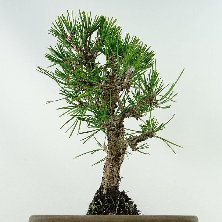 盆栽 松 黒松 樹高 約20cm くろまつ Pinus thunbergii クロマツ マツ科 常緑針葉樹 観賞用 小品 現品_画像3