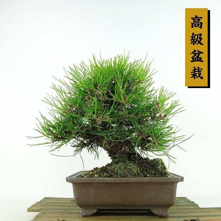 盆栽 松 黒松 樹高 約21cm くろまつ 高級盆栽 Pinus thunbergii クロマツ マツ科 常緑針葉樹 観賞用 現品_画像1