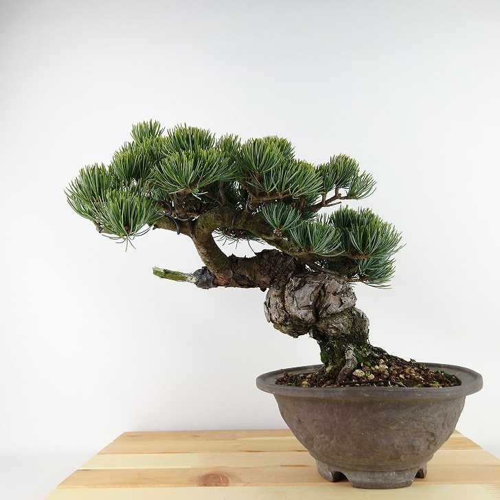 盆栽 松 五葉松 樹高 約26cm ごようまつ Pinus parviflora ゴヨウマツ “ジン” マツ科 常緑針葉樹 観賞用 現品_画像1