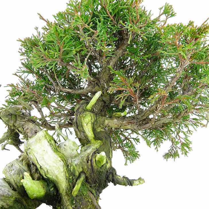 盆栽 真柏 樹高 約23cm しんぱく Juniperus chinensis シンパク “ジン シャリ” ヒノキ科 常緑樹 観賞用 現品_画像6