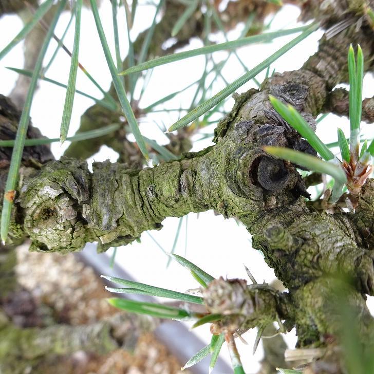 盆栽 松 黒松 千寿丸 樹高 約26cm くろまつ Pinus thunbergii クロマツ マツ科 常緑針葉樹 観賞用 現品_画像7