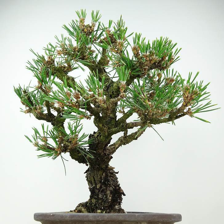 盆栽 松 黒松 千寿丸 樹高 約26cm くろまつ Pinus thunbergii クロマツ マツ科 常緑針葉樹 観賞用 現品_画像2