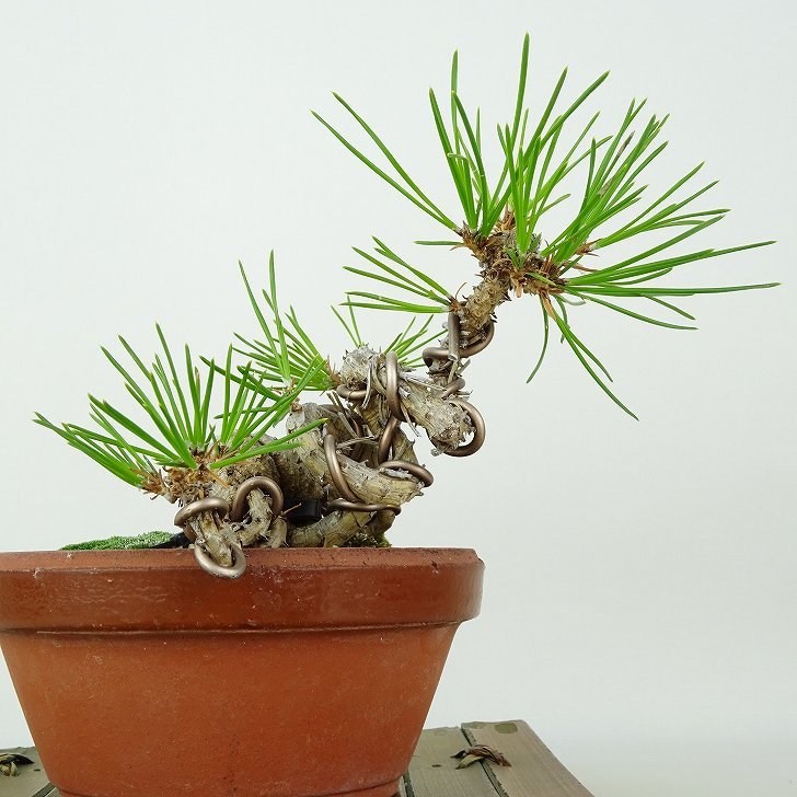 盆栽 松 黒松 登り竜 樹高 約12cm くろまつ Pinus thunbergii クロマツ マツ科 常緑針葉樹 観賞用 小品 現品_画像5