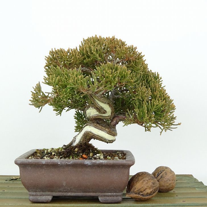 盆栽 真柏 樹高 約12cm しんぱく Juniperus chinensis シンパク “ジン シャリ” ヒノキ科 常緑樹 観賞用 小品 現品_画像2