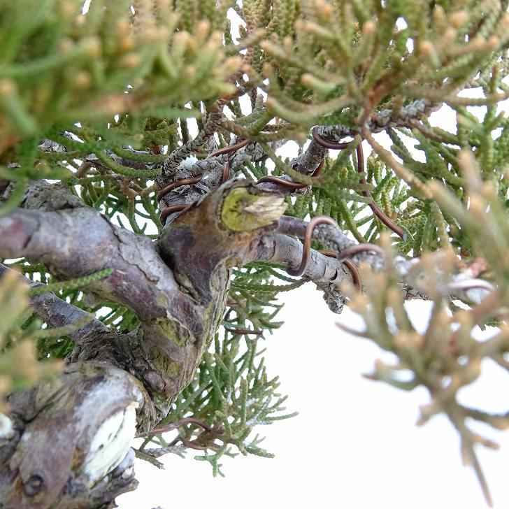 盆栽 真柏 樹高 約12cm しんぱく Juniperus chinensis シンパク “ジン シャリ” ヒノキ科 常緑樹 観賞用 小品 現品_画像8