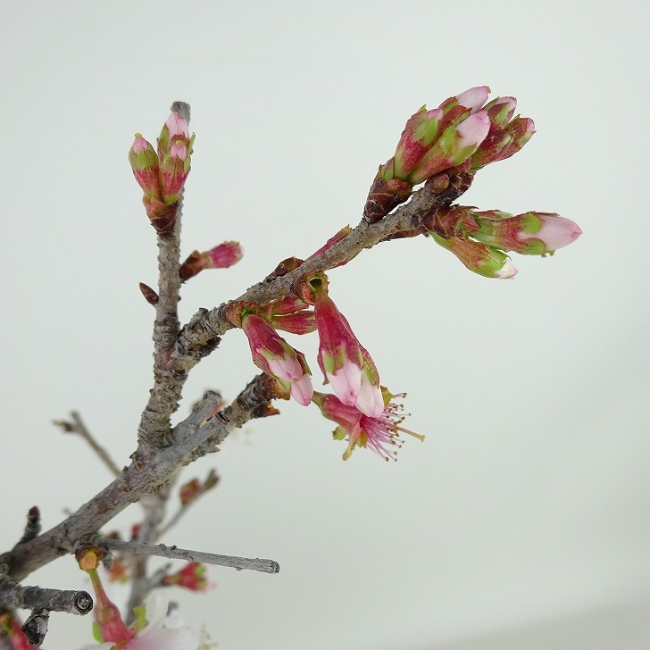 盆栽 桜 信濃桜 樹高 約21cm さくら サクラ バラ科 落葉樹 観賞用 現品_画像7