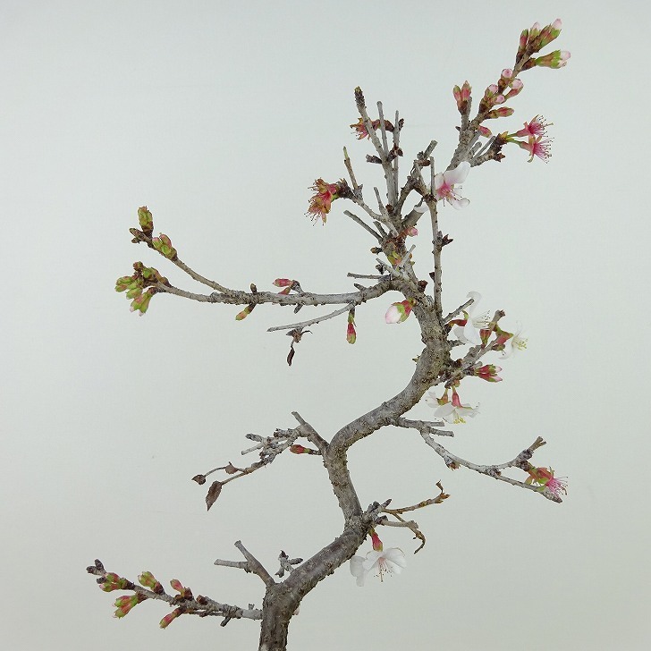 盆栽 桜 信濃桜 樹高 約21cm さくら サクラ バラ科 落葉樹 観賞用 現品_画像6
