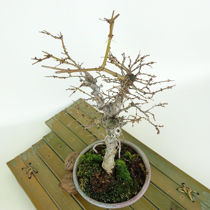  бонсай дзельква высота дерева примерно 20cm дзельква Zelkova serratakeyaki. лист nire.keyaki. листопадные растения .. для маленький товар на данный момент товар 