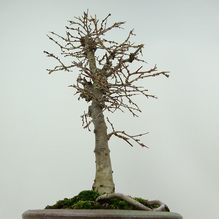  bonsai zelkova height of tree approximately 20cm zelkova Zelkova serratakeyaki. leaf nire.keyaki. deciduous tree .. for small goods reality goods 