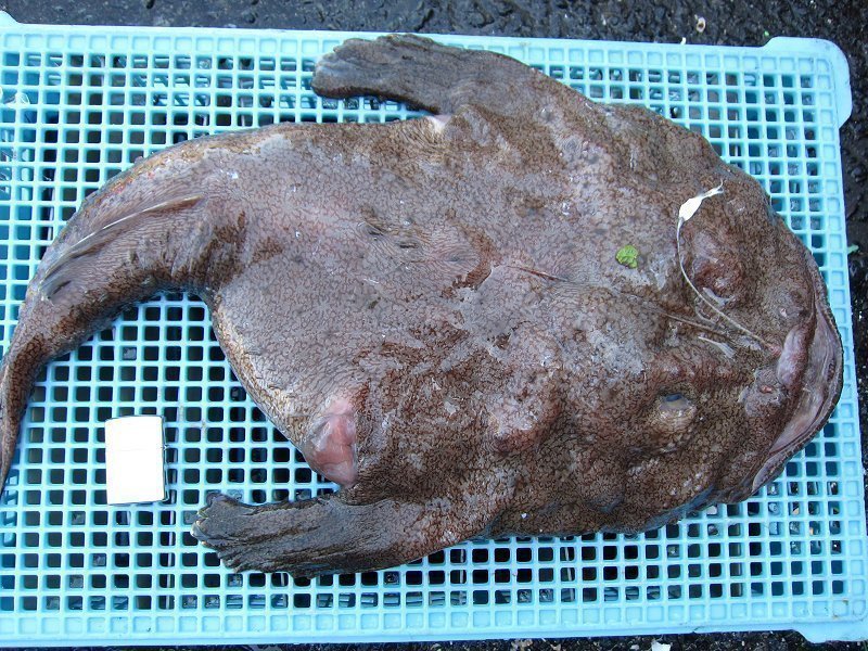 to. length [. Ankoo anglerfish 1 tail 6kg and more ] saucepan if 12 portion... charge .. taste .. home .