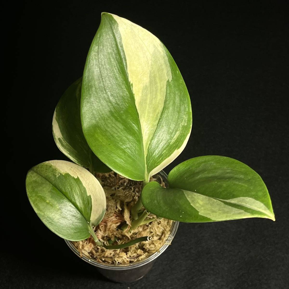 ☆レア 7. Scindapsus Rubicon Variegated ルビコン 斑入り