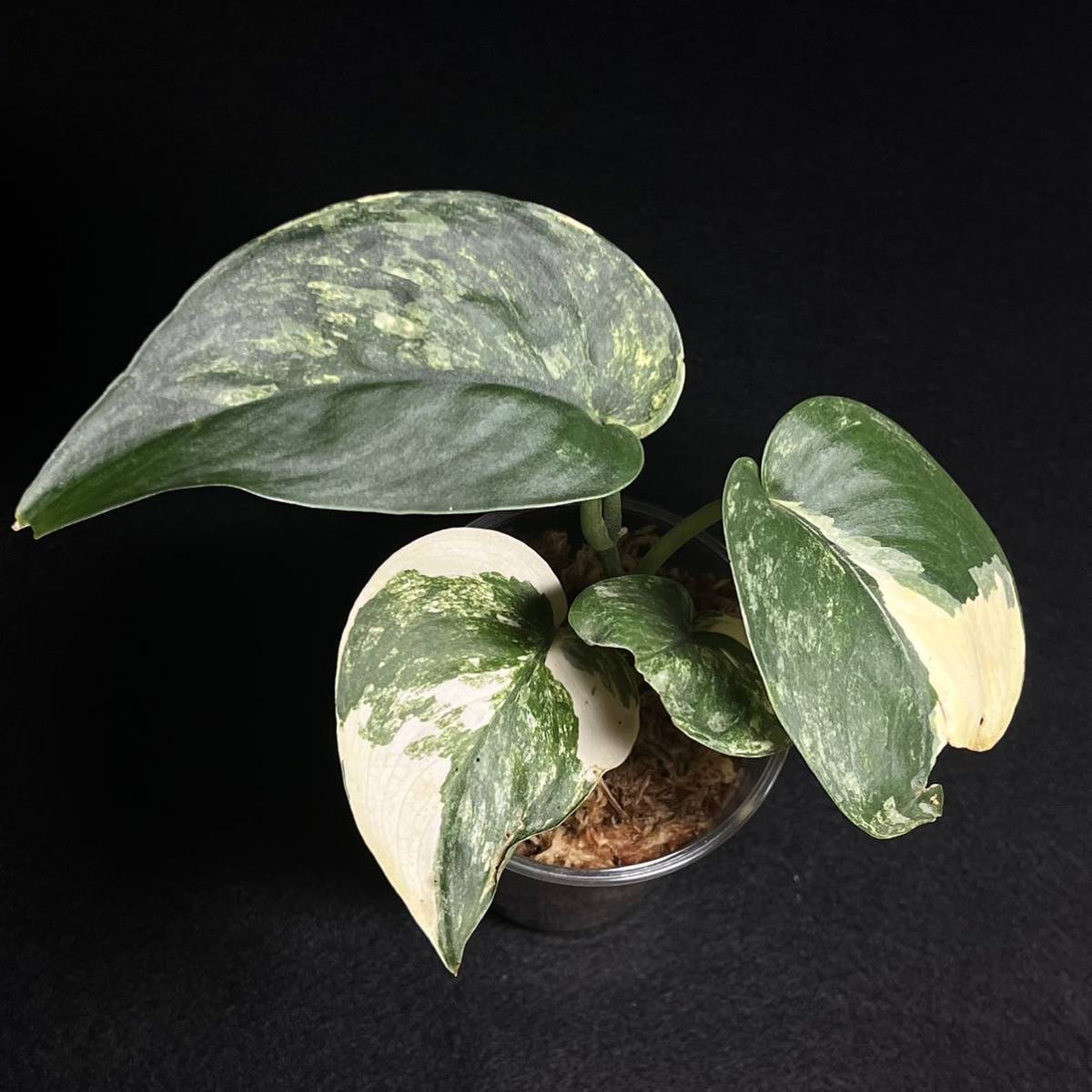 36. Scindapsus Jade Satin variegated スキンダプサス ジェイド サテン 斑入り インドネシア輸入株 『nakayama select』_画像2