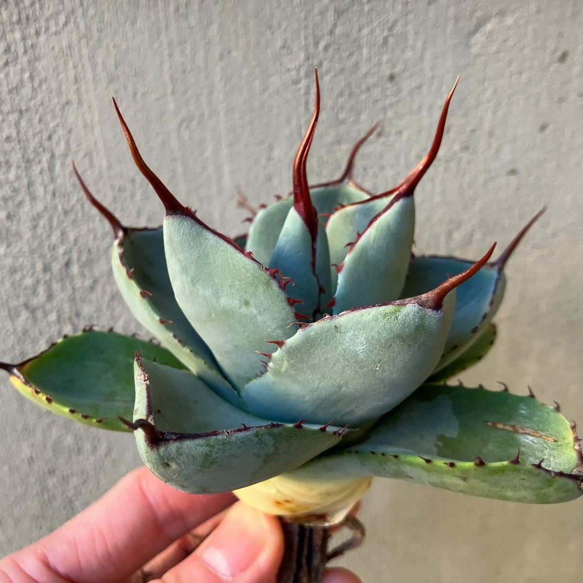パリートランカータ 'dwarf' US輸入特選個体 agave parryi パリートランカータ 'dwarf' US輸入特選個体 agave parryi