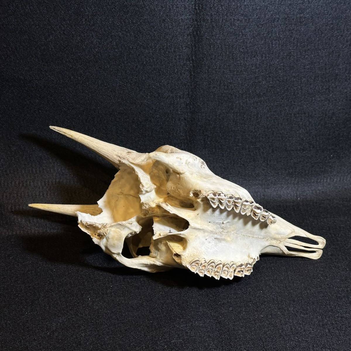 【ニホンカモシカの頭骨】頭蓋骨 スカル 骨格 標本 角 鹿 剥製 カモシカ_画像5