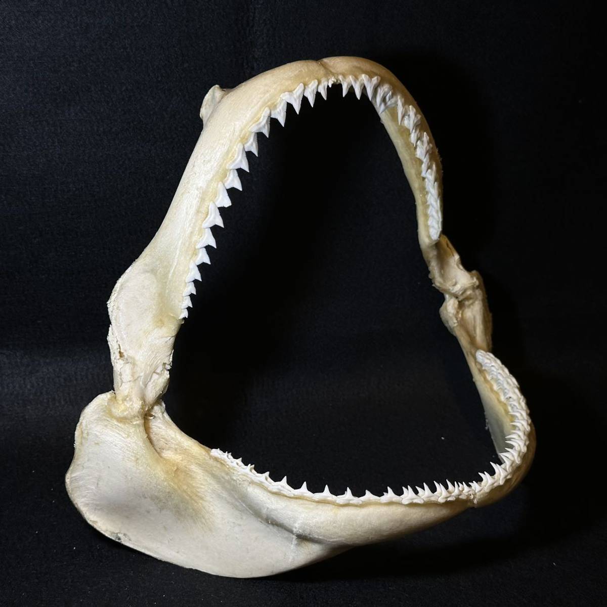 【大型サメの顎骨】サメ 鮫 歯 牙 顎 骨格 標本 剥製_画像3