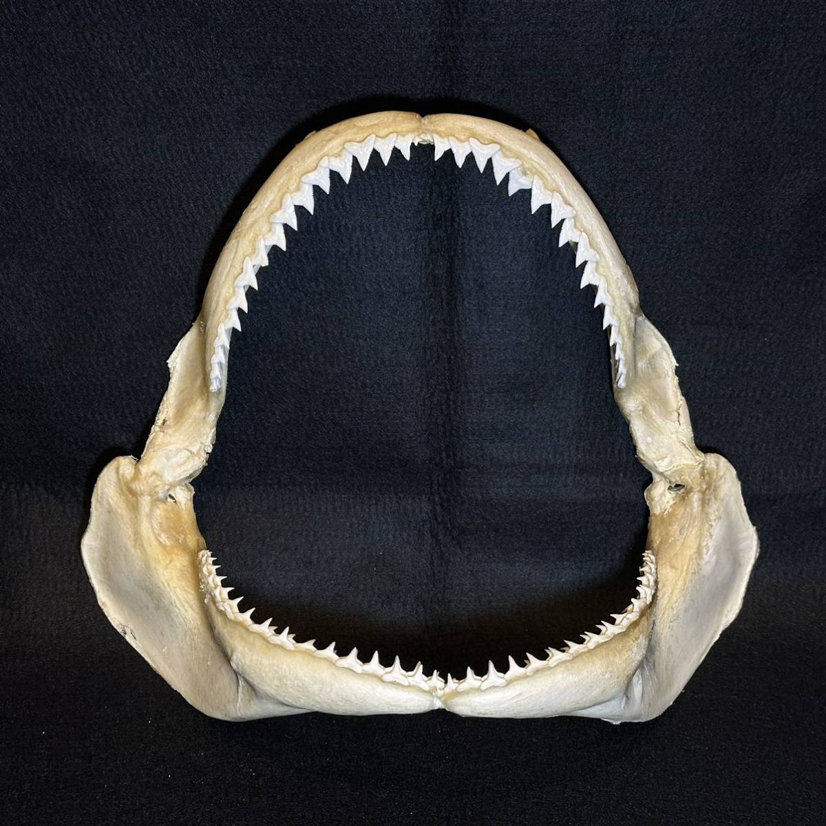 【大型サメの顎骨】サメ 鮫 歯 牙 顎 骨格 標本 剥製_画像1