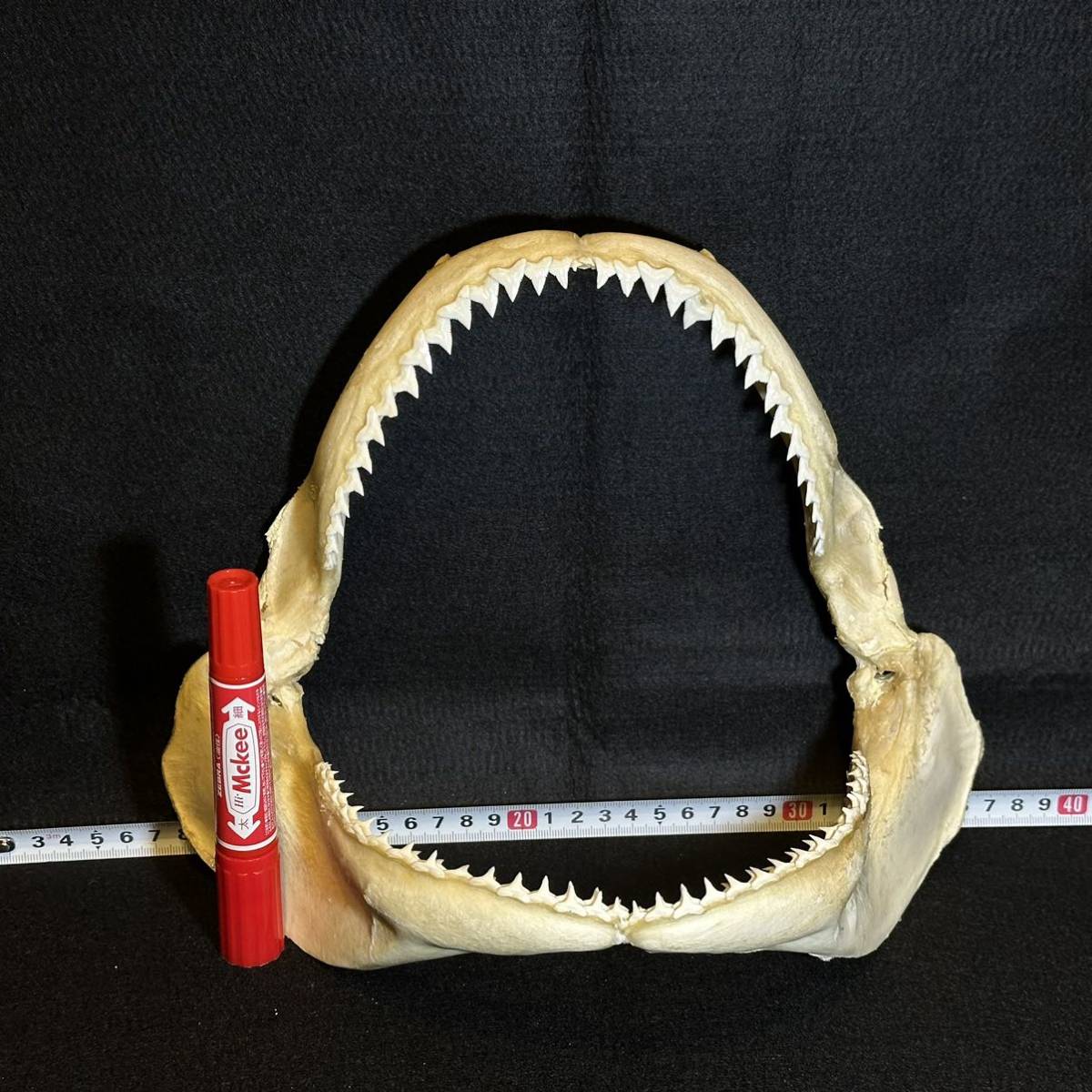 【大型サメの顎骨】サメ 鮫 歯 牙 顎 骨格 標本 剥製_画像4