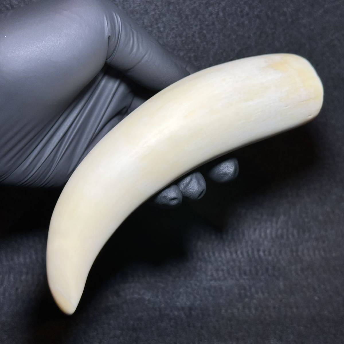 【マッコウクジラの歯 177.5g】抹香 鯨 クジラ 歯 牙 印材 鯨歯_画像1