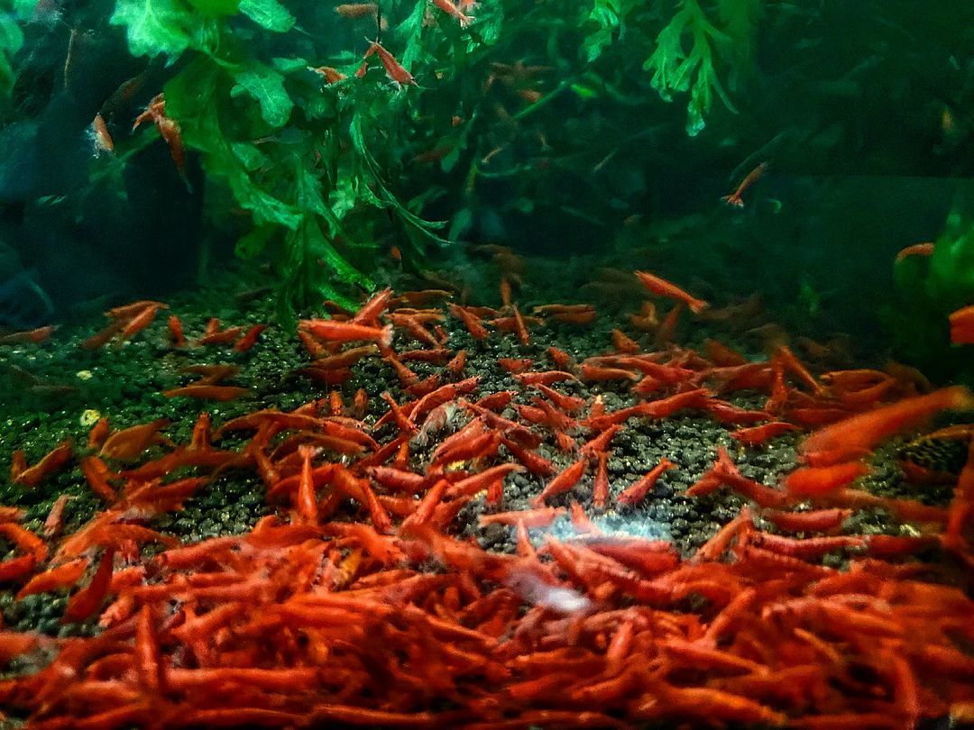  red fire - shrimp 15 pcs 