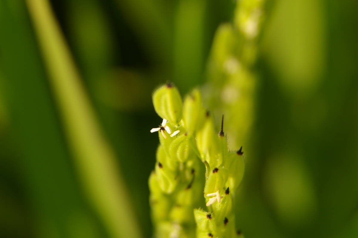 月山の麓で栽培した特別栽培米（令和４年産精米ササニシキ２０ｋｇ）_稲の花
