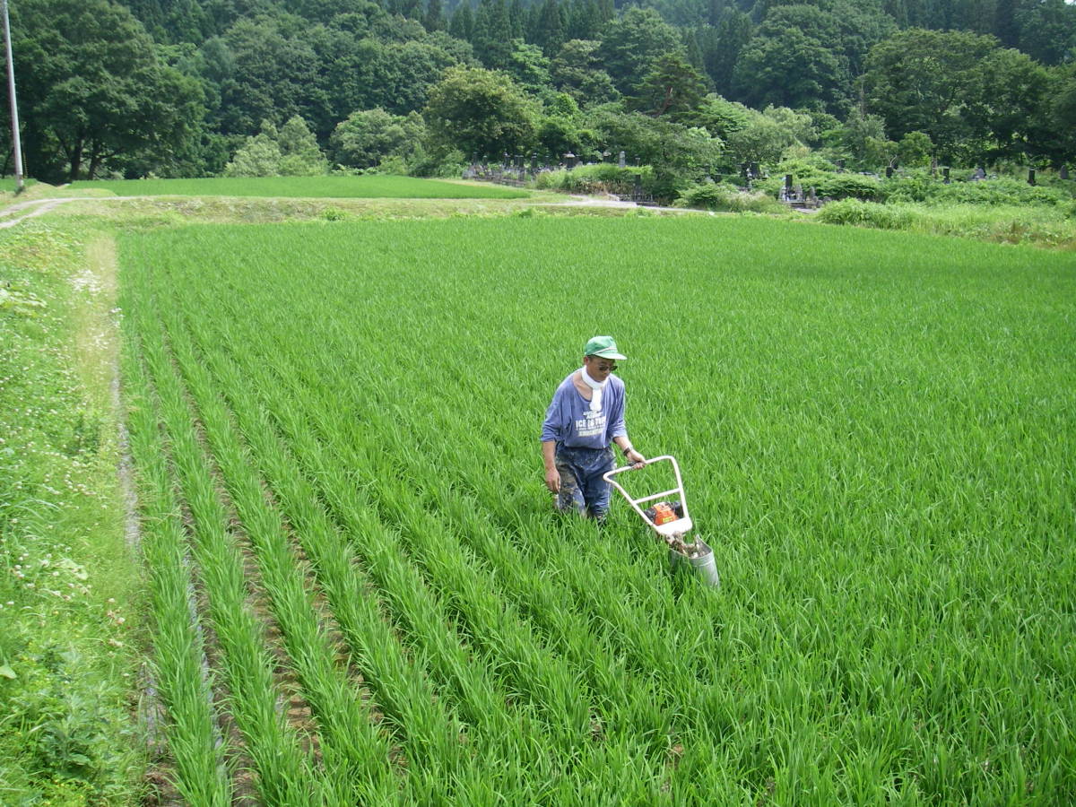 月山の麓で栽培した特別栽培米（令和４年産精米ササニシキ２０ｋｇ）_暑い中での農作業