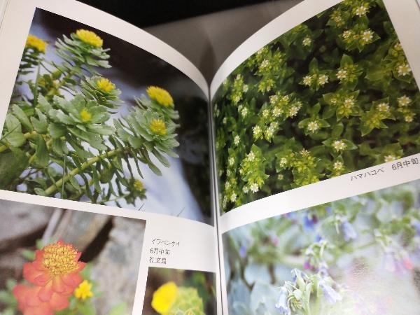 さいはての花　フラワートレッキング　利尻、礼文、サロベツ_画像3