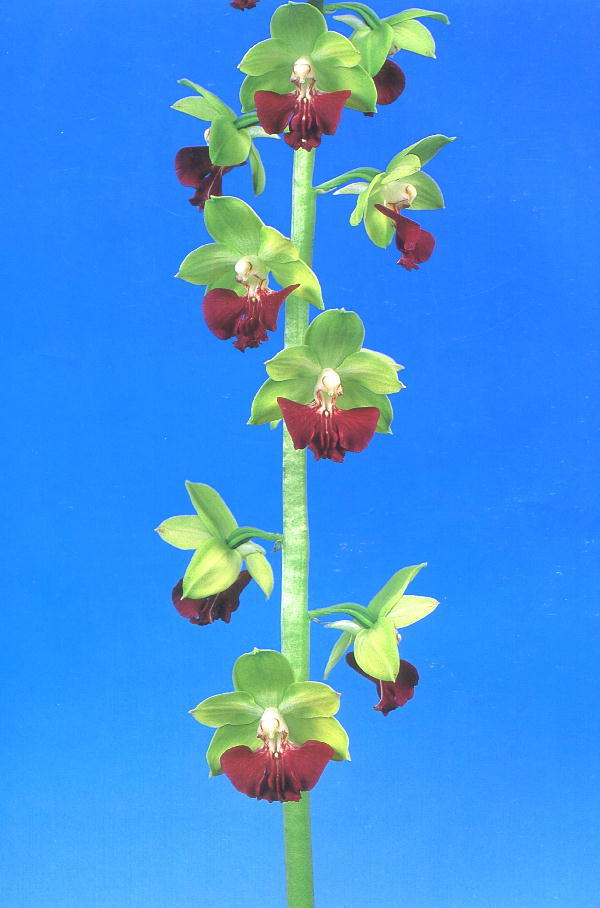 ∞萠春園∞　サツマ系エビネ 　【桂離宮】　一作開花予定の中々大苗　（検:えびねらん・寒蘭・春ラン・山野草・ニオイ）_開花参考写真：花弁の緑色も特に綺麗です