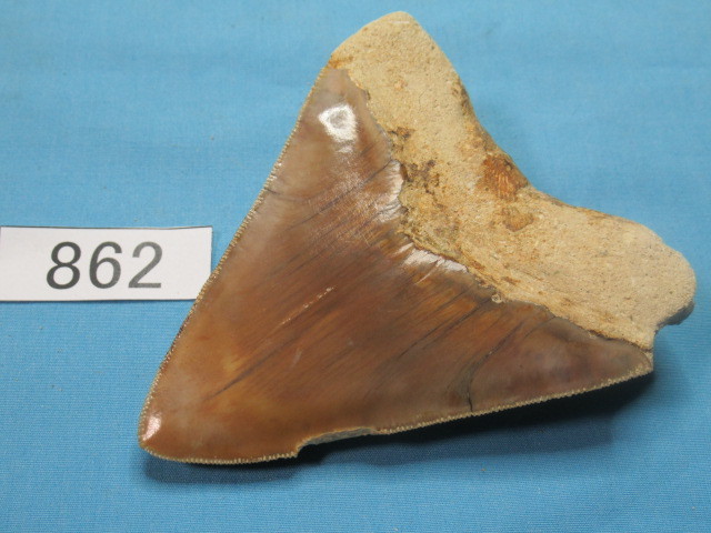 ◆化石 サメの歯◆メガロドン◆インドネシア◆9.7cm◆No.862◆送料無料_画像7