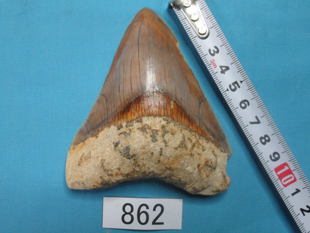 ◆化石 サメの歯◆メガロドン◆インドネシア◆9.7cm◆No.862◆送料無料_画像1