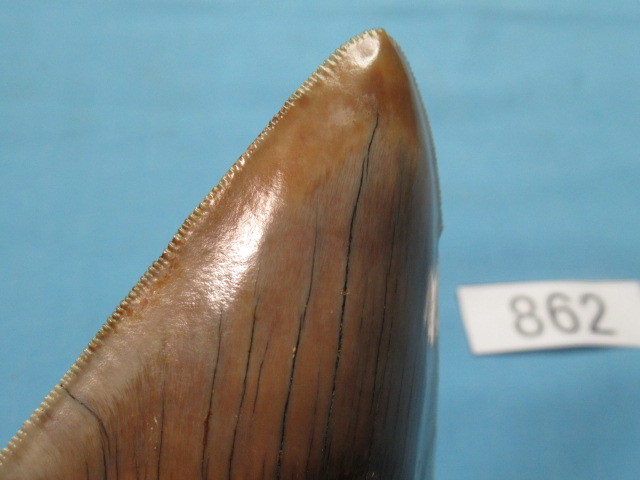 ◆化石 サメの歯◆メガロドン◆インドネシア◆9.7cm◆No.862◆送料無料_画像4